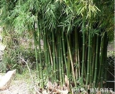 没听劝在院子里种了几颗竹子,才两年就后悔不已