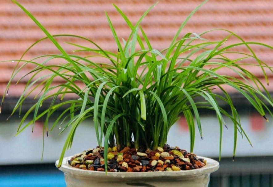 植物盆栽僵苗不长新叶,该怎么办?从这5方面下手,轻松搞定