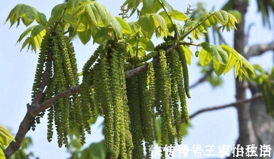 山区|这种植物人称“长寿菜”，城里很难吃到，在山区却是一道家常菜