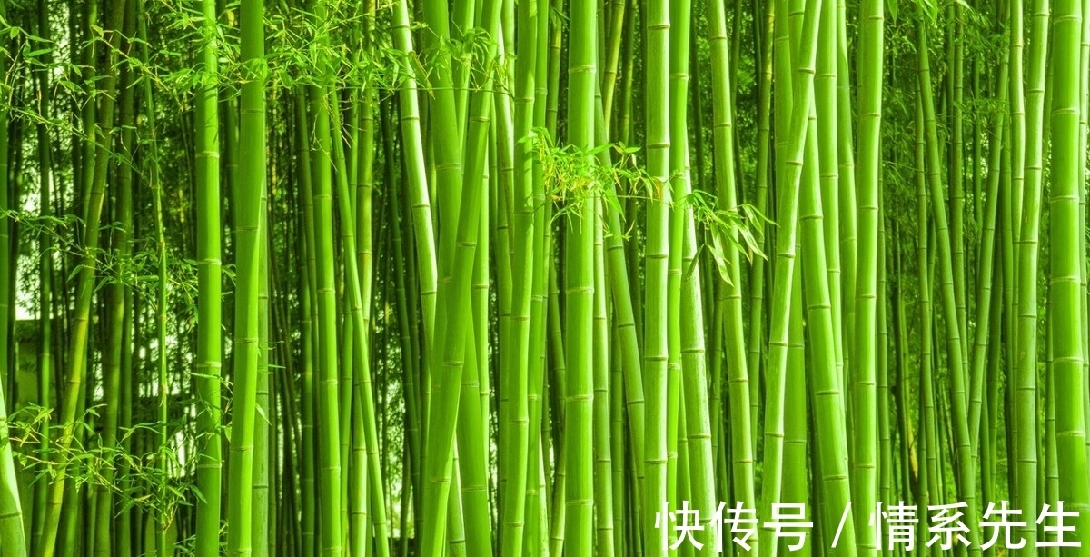 王徽之|清风在竹林,送你三首咏竹古诗,领略诗人高尚情怀