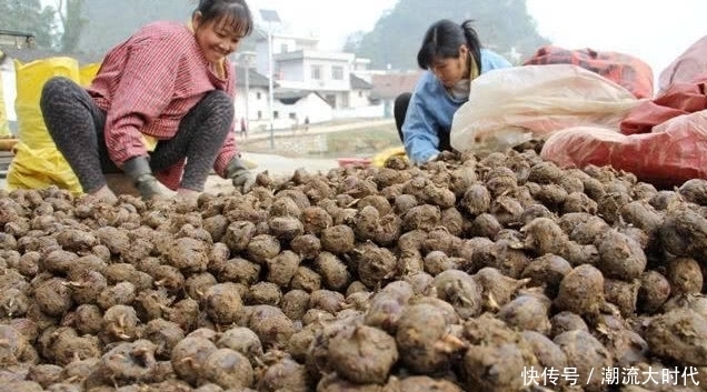 野果|长在泥巴里的野果,却有极高的抗肿瘤作用