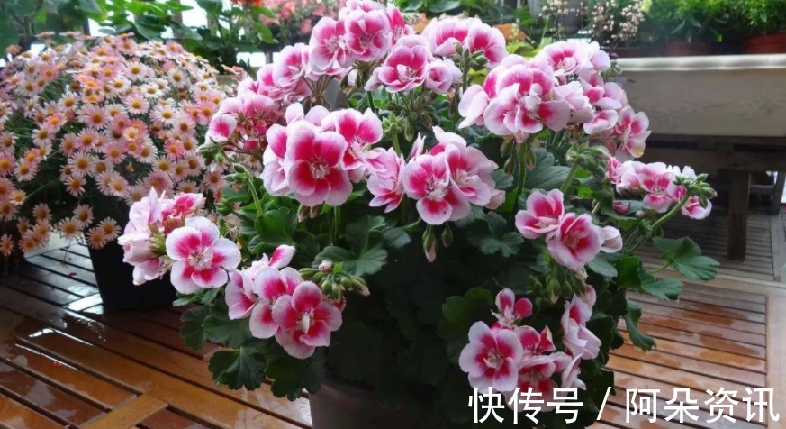 石竹花|阳台养花无需选“贵的”，入手此3样，一样漂亮、彰显品味