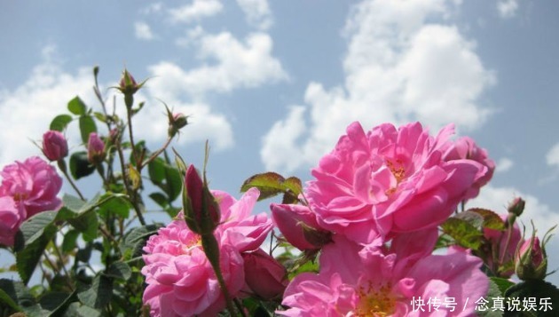 优良|新手养护花卉,不如养盆优良名菊,比玫瑰好看,青翠欲滴的花