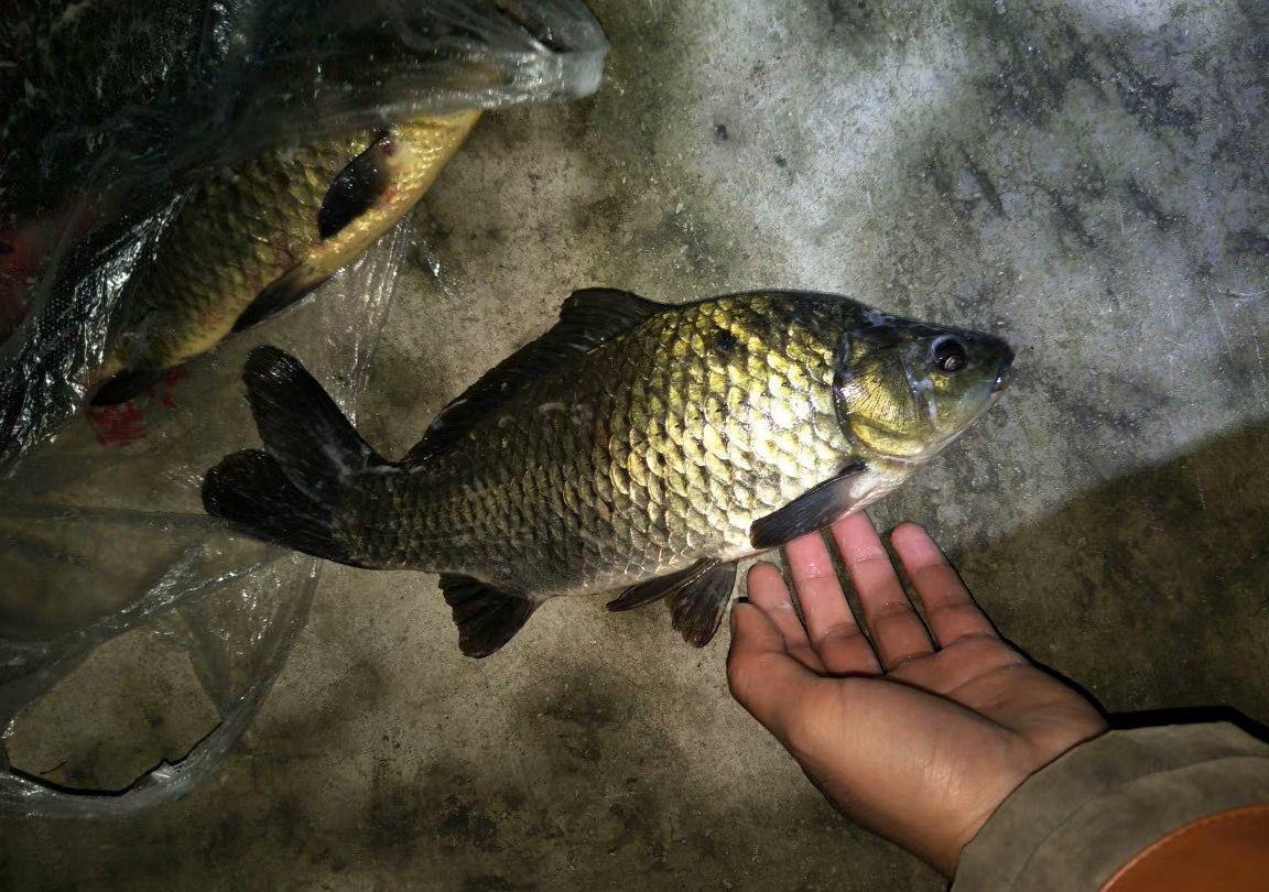 做好这几点,冬天夜钓,也能有好鱼获