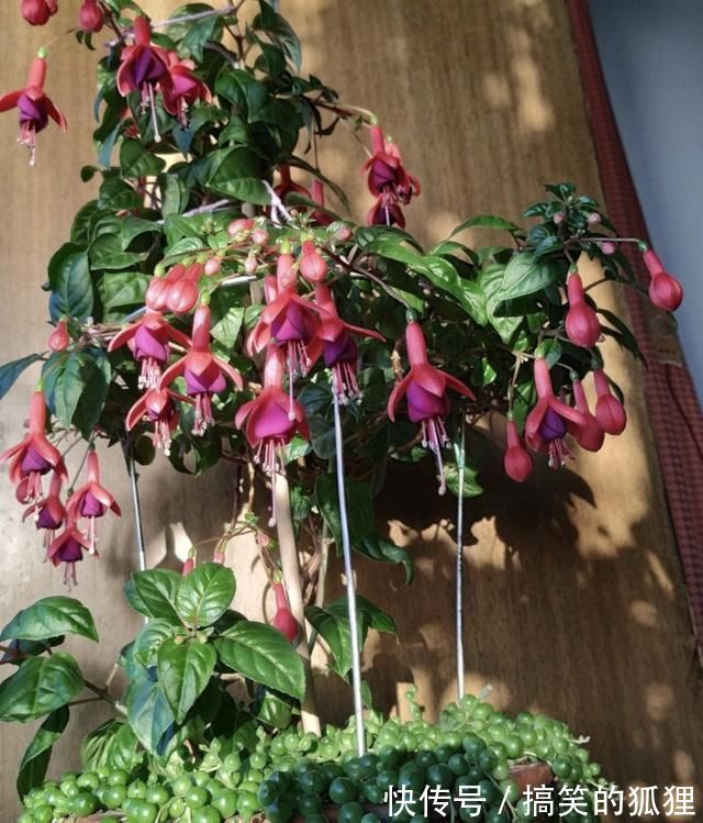 杜鹃花|5种花叫做“度夏难”，到了夏天就黄叶干枯，花友年年养年年买