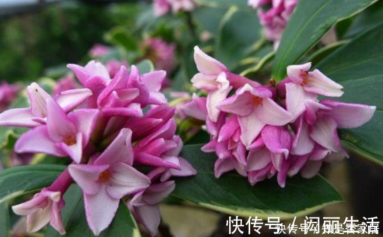 生命力|生命力顽强的4种花，生根快，沾土就活，7天就开花