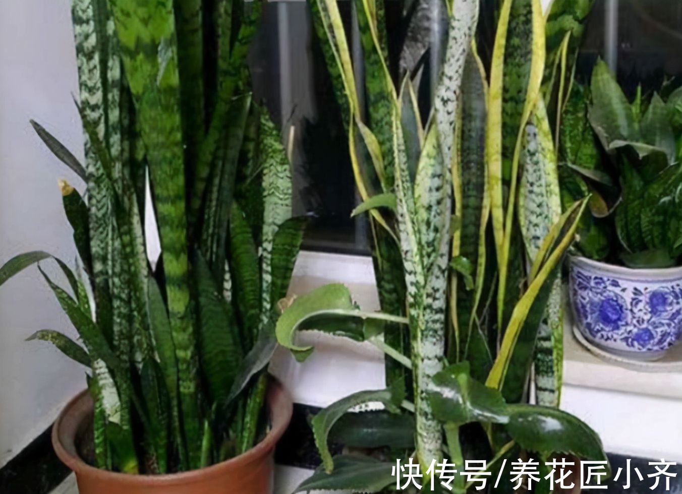 花盆|秋季养虎皮兰，发现有3个“症状”，赶紧换盆，现在更容易成活