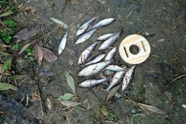 当这些迹象出现,说明鲫鱼进窝了,别再傻傻不提竿!