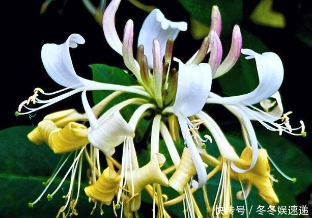 扦插|不会养花,就养这2种绿植,好养能吃花芳香,两年长成盆景