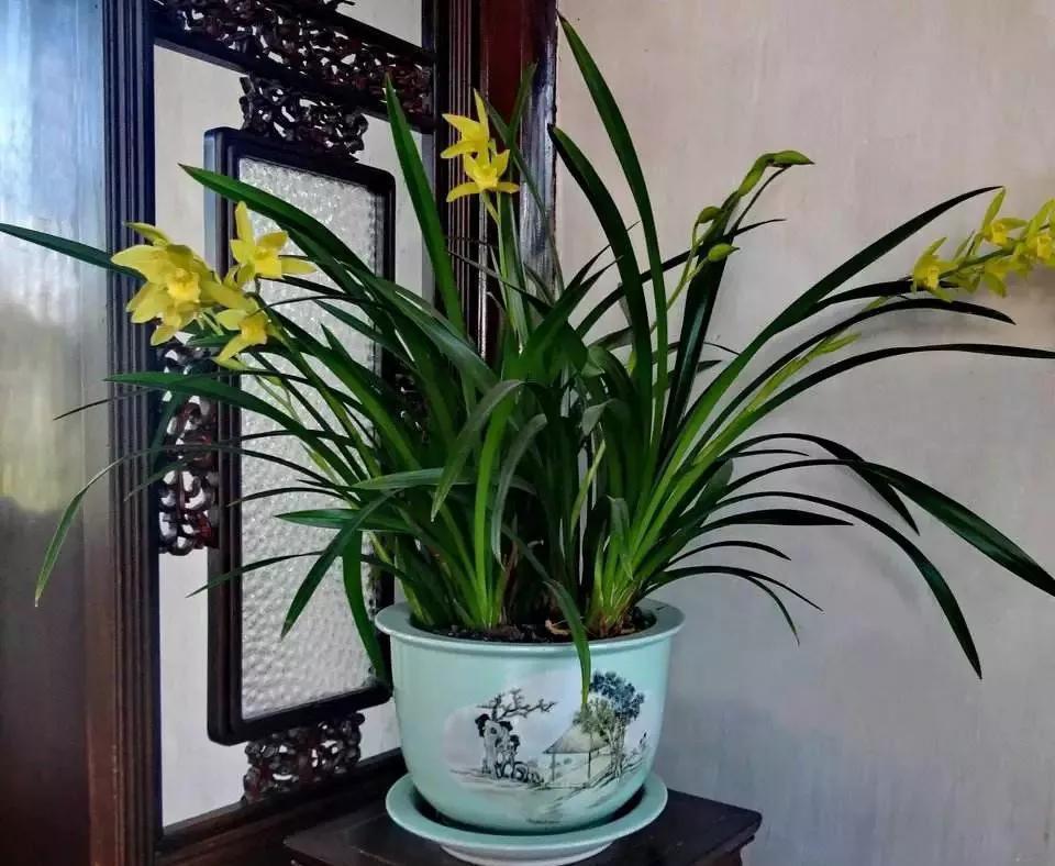 养兰花要学会巧用磷酸二氢钾，省事又好养，花朵鲜艳又多姿