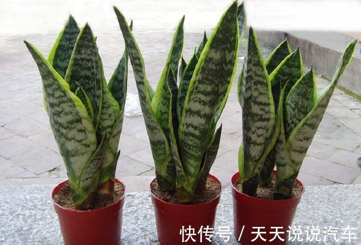 虎皮兰僵住了，不发新芽，应该如何救治