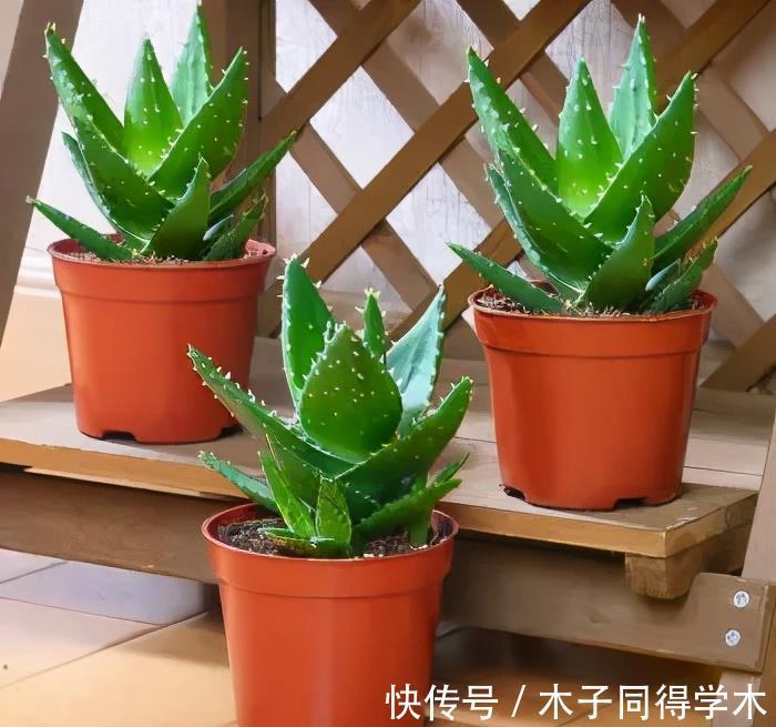 懒人花|4种懒人花,丢外面10个月不管它,反而枝繁叶茂开满枝