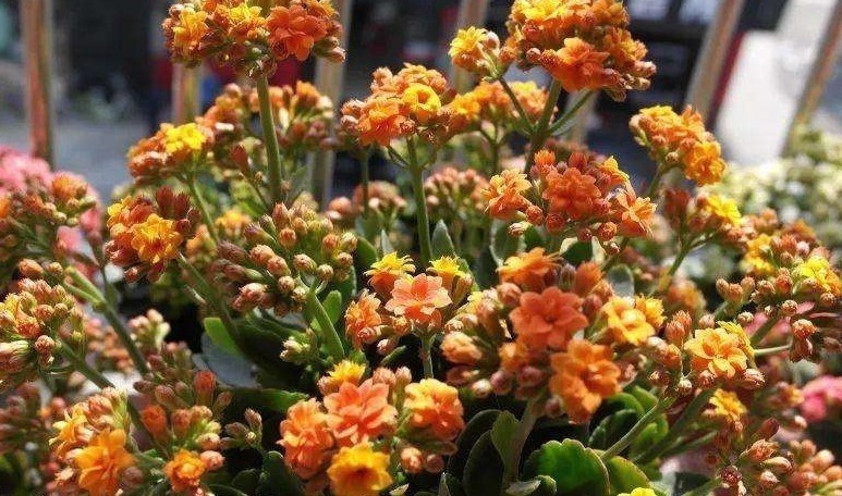 土壤|3种错误的养花方法,你有没有做过难怪养起花会越养越“糟”