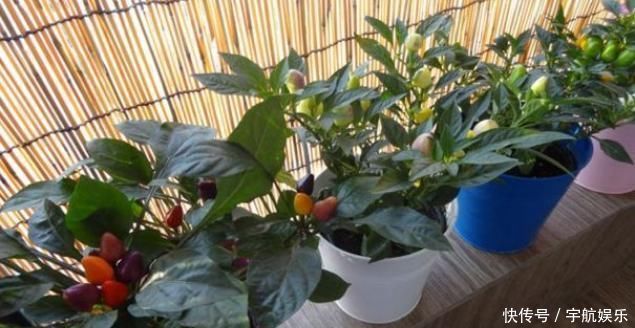 聪明人养花只养这4种，吸甲醛，净空气，客厅养1盆，全家健康