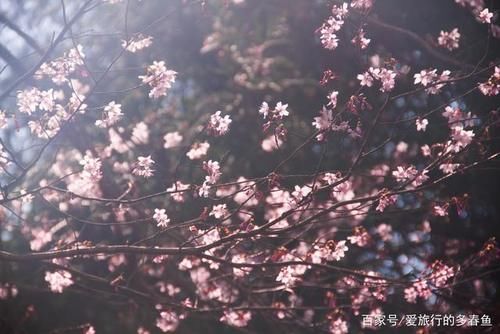老年|宁波赏樱，这三大绝美赏樱秘境，带你邂逅梦幻般的日系樱花雨