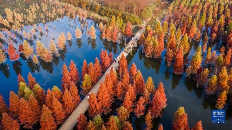 云南省|云南昆明：水杉湿地美如画