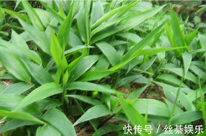 胰岛素|农村以下3种野菜个个身怀治病绝技,还能清热解毒,降血糖
