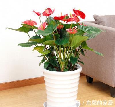  开花|此款耐阴花，号称“开花机器”，好养又好看，花朵红艳艳！