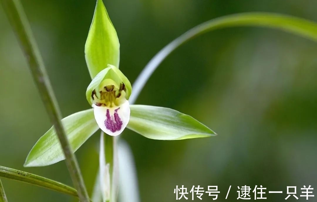 什么叫兰花服盆?兰友:这么说就明白了