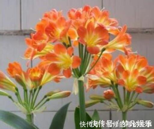 柳树枝|天凉后,君子兰浇上养根水,长出格格叶,一窜3箭花,超好用