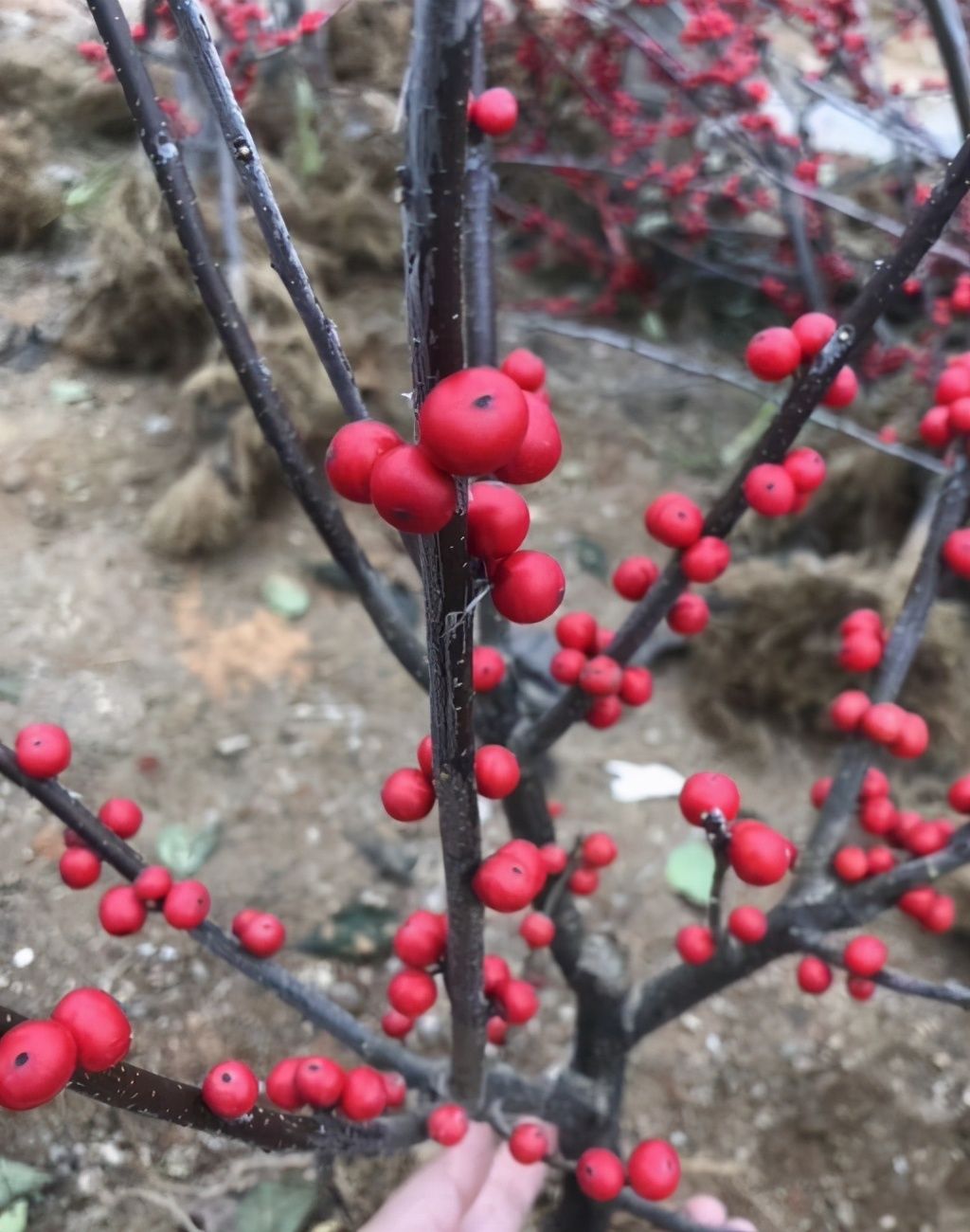  北美冬青|这种花让人钱包一紧，价格很高，奈何颜值更高，爱了