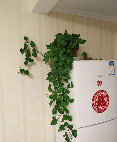  管理|绿萝生长慢，叶子没有精神，用三个方法管理绿萝，枝条年年猛长