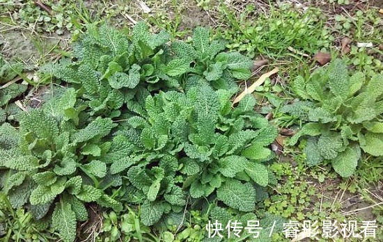 猪婆菜|被误解最深的野菜，叶子长满疙瘩却价值珍贵，炒鸡蛋是一绝