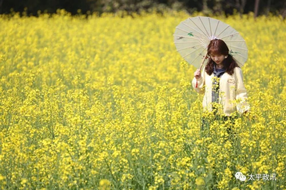 老年|靓！太平镇下黎村近200亩油菜花盛开，刷爆了朋友圈！