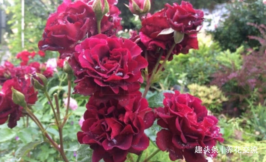 耐寒|13种耐寒的盆栽花卉，零下20多度可存活，大部分南方也能种