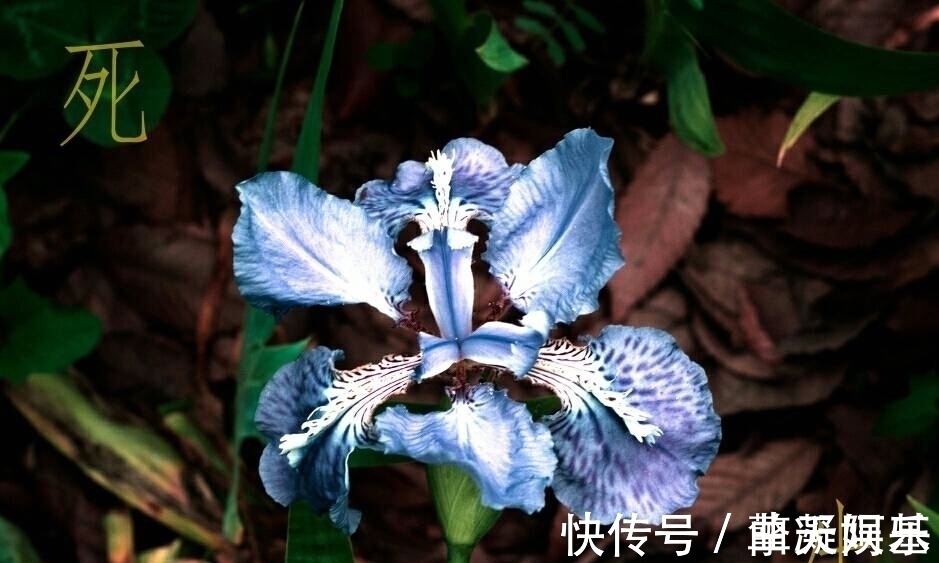 旧爱|未来9天,桃花芳香,感动神明,桃花朵朵,旧爱心软,追回旧爱