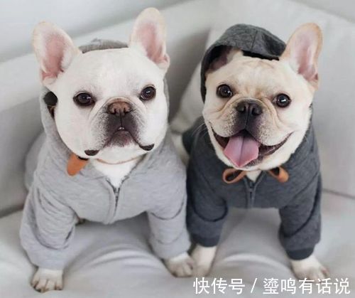 小恶魔|新手养狗,这0~12个月狗狗成长指南,赶快来看看吧