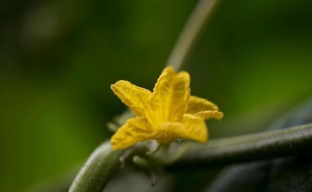 养殖|盆栽小葫芦容易出现黄叶,四点做好后,苗更壮,叶更绿