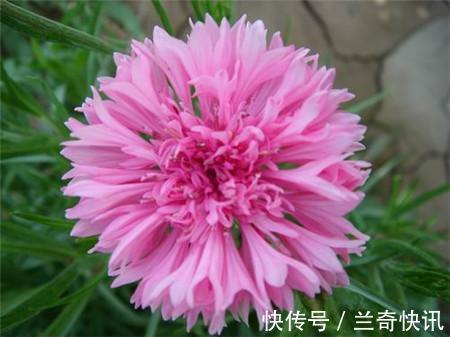 此花所代表的是遇见幸福,是田间的一朵小野花,但却温柔可爱