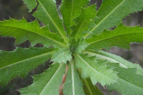 食用枸杞|吃野菜好处多,专家有几种野菜是天然中药,多吃身体才健康