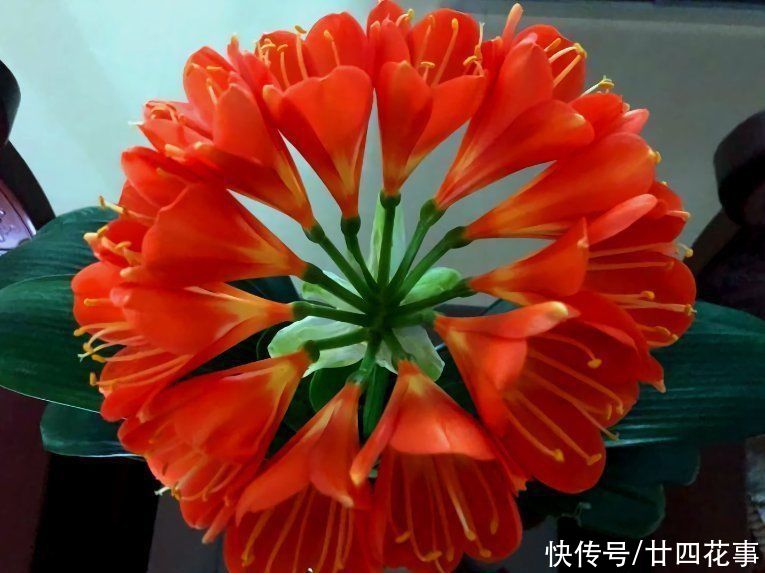 君子兰开花后，做好5件事，花期长达2个月，做不好花朵枯萎早