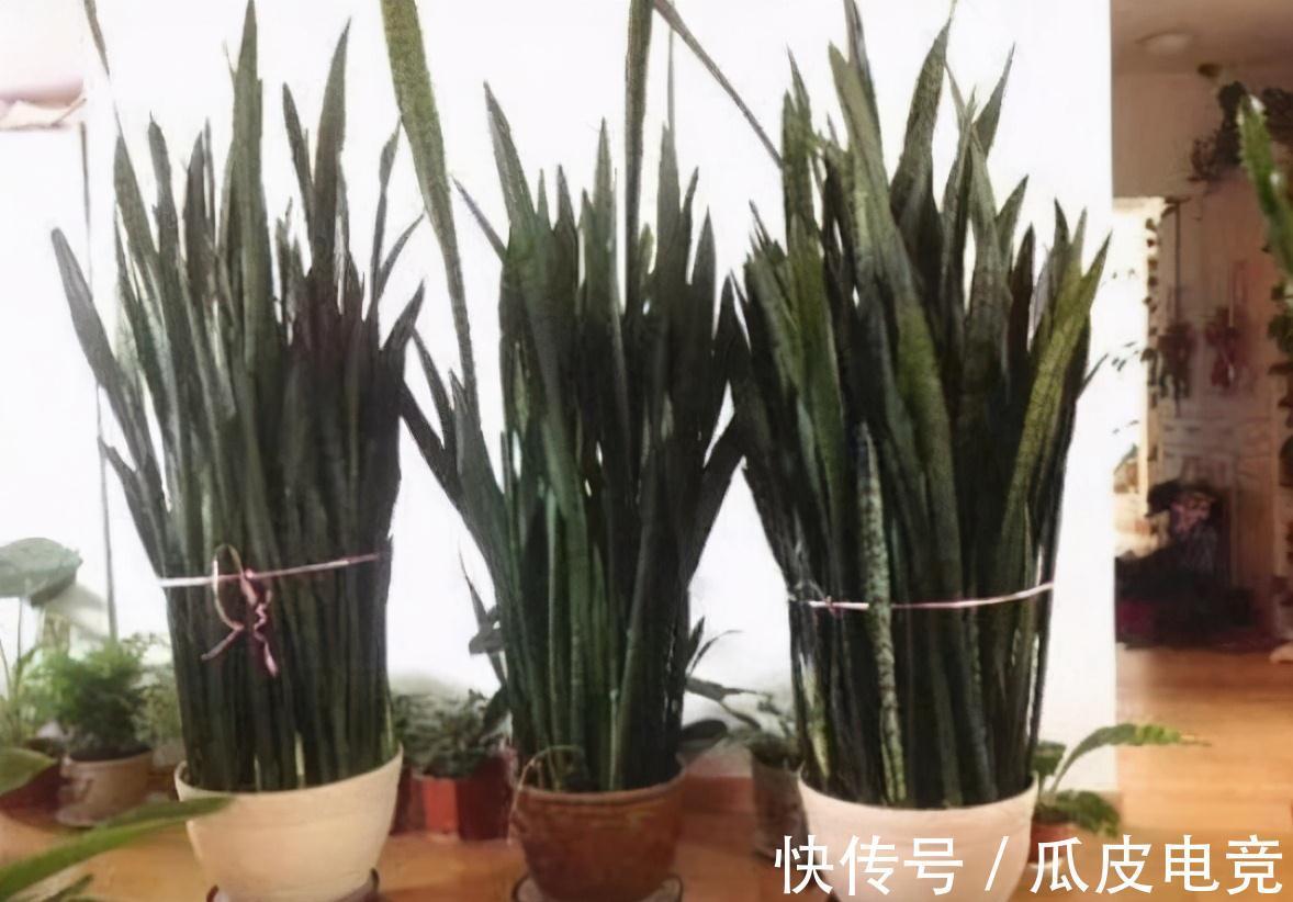 茶叶|大爷把3种垃圾丢盆里,虎皮兰却越窜越高,花友说这真是高手