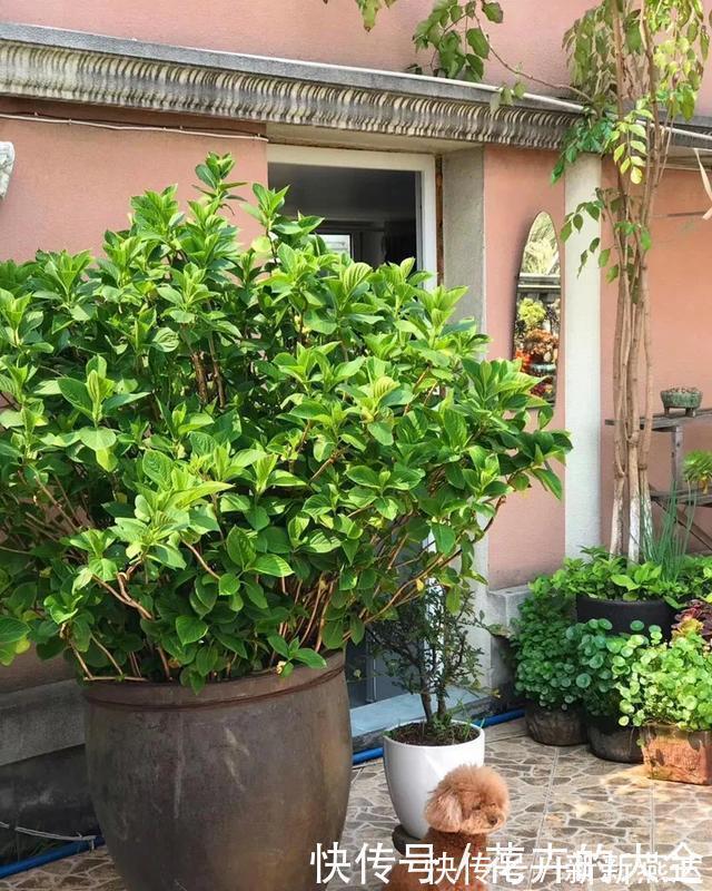 3种花养在小盆里，2年变老桩，茎干粗壮开花香，1次能开50朵