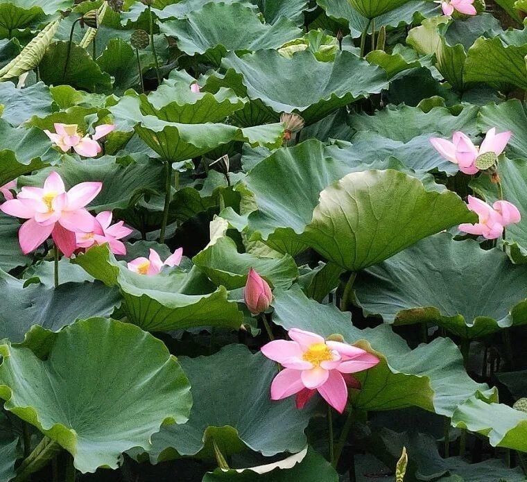 秦勇|盛夏时节 来自贡这里“荷”你相遇