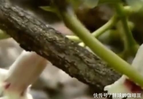 野草|农村的这种野草叫做“鸡屎藤”,原来它浑身都是宝,赶紧认识下