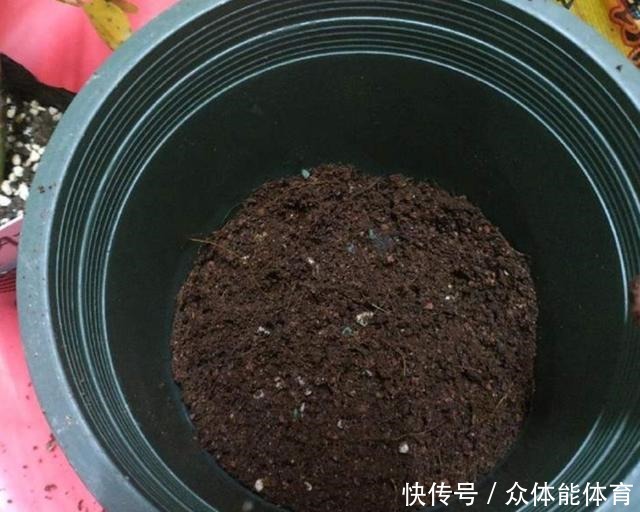 扦插月季失败，试试这种繁殖方法，更容易成活！