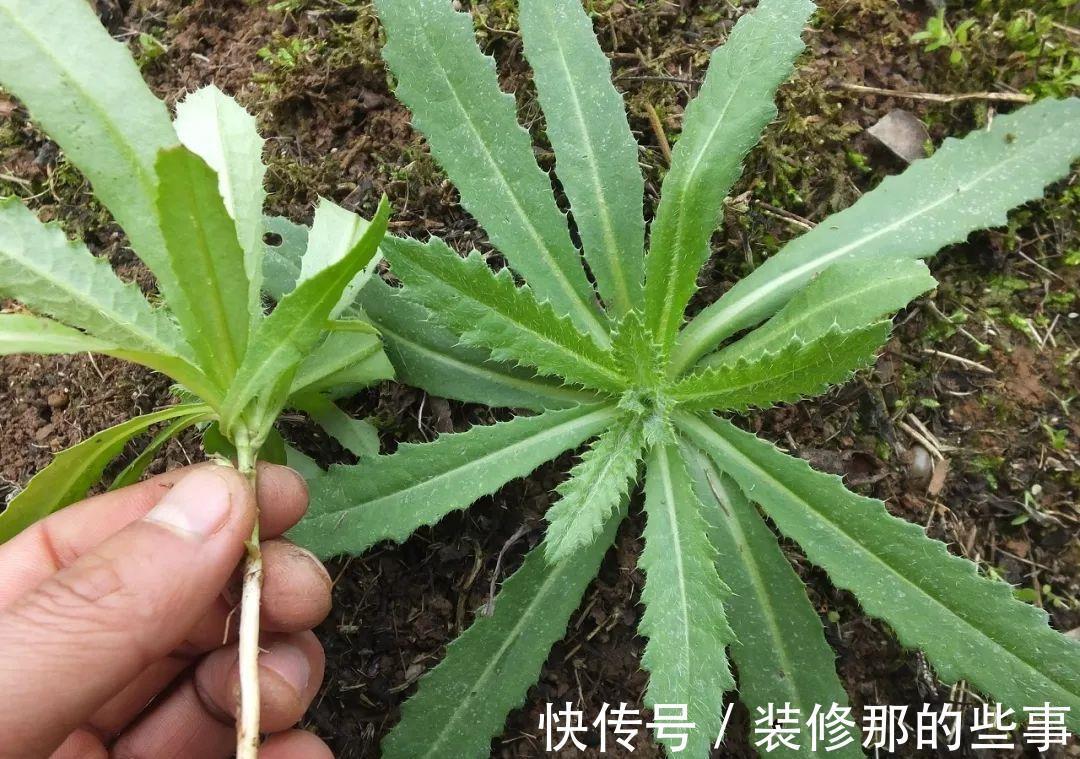 叶子|若长在您家房前屋后，记得采叶子就好，请别挖根，价值真的好珍贵