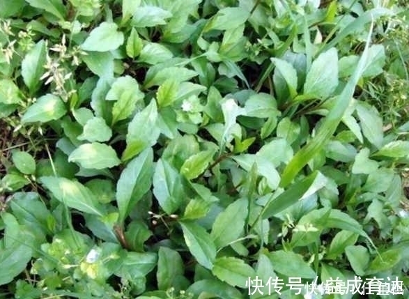 野菜|农村路边的一种野菜,看着一点不起眼,但味道是很好吃的