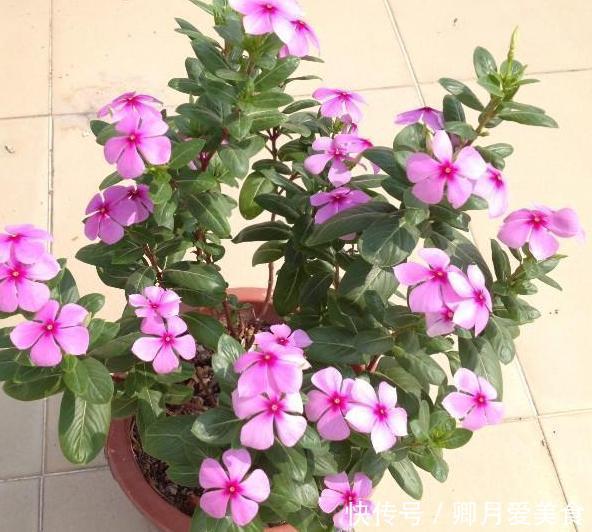 这4款花卉最适合在家盆栽,一年花开四季,一茬接着一茬窜花