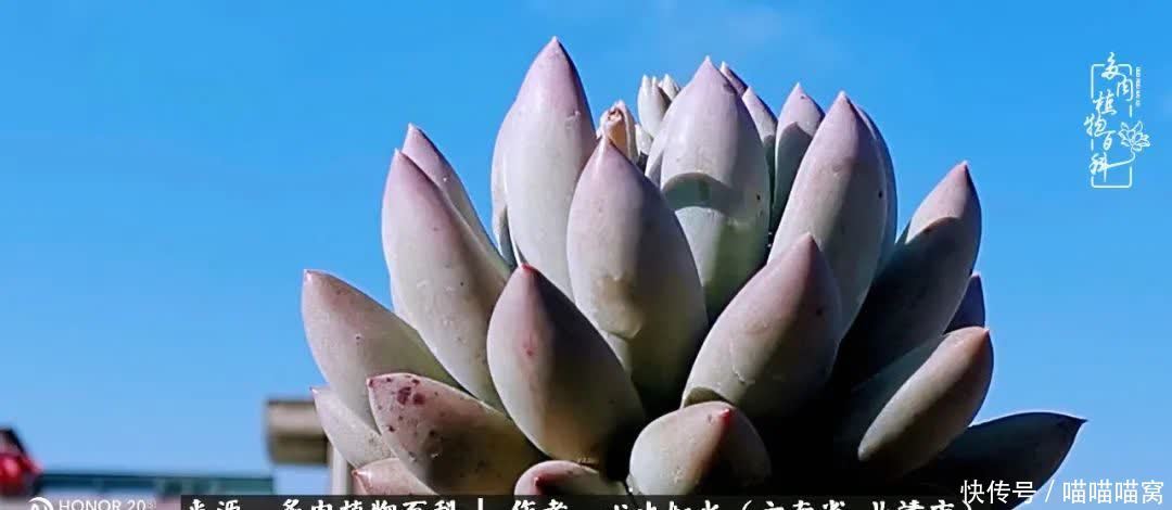 多肉|你是爱,是暖,是希望,你是人间四月天!