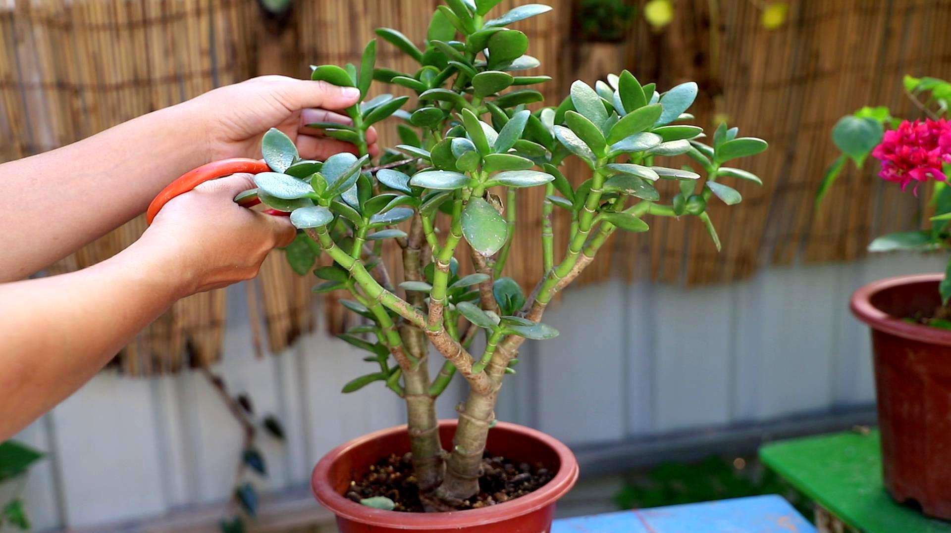 吊兰|这3种花该“剃头”了,三月最适合的季节,这么做下月开花才好看