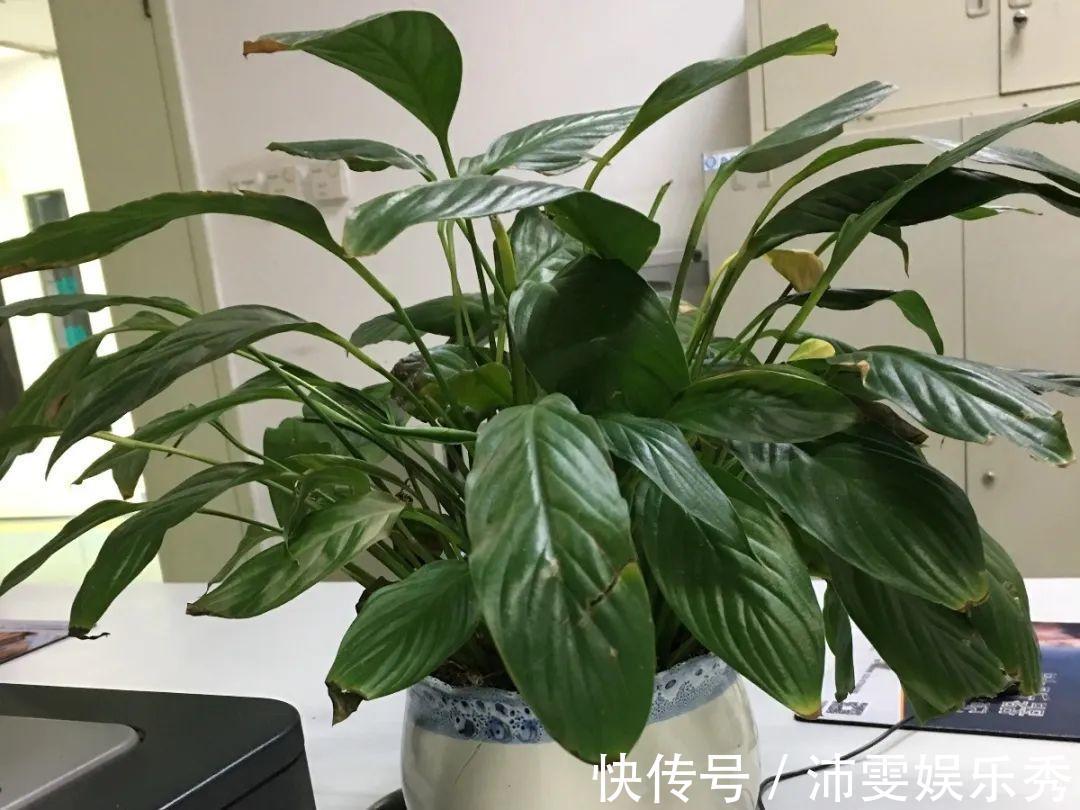 洋桔梗|6种花一天不浇水,叶子就耷拉,缺水3天就死翘!