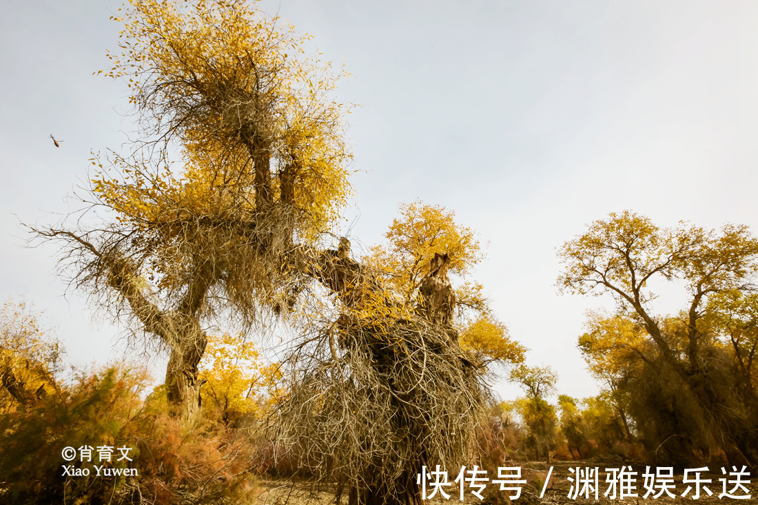 小火车|新疆胡杨最美的季节即将到来，坐上景区的小火车，仿佛穿越了时空