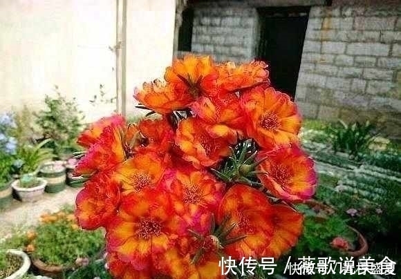 月季|3种花很贵,买不起就不用买,扦插一根枝条,就能开花大半年!