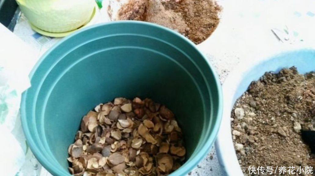 盆底|花盆里放3种“小东西”，盆土通透性好，避免出现烂根