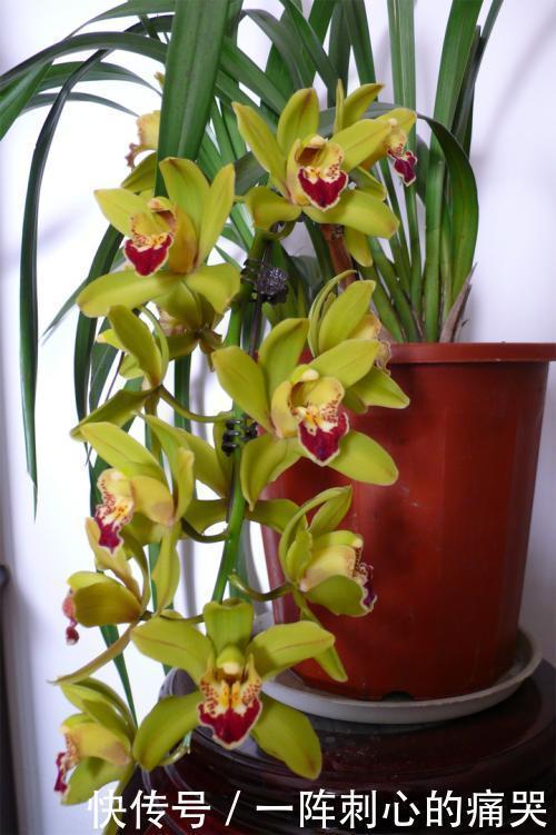 兰花怎么也养不好，用这1料养兰花，养根壮根，长势贼旺